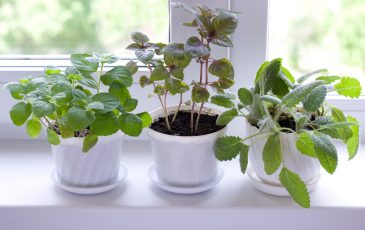 A picture of three leafy, green plants in pots, sitting on a window sill.