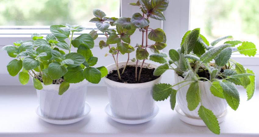 A picture of three leafy, green plants in pots, sitting on a window sill.
