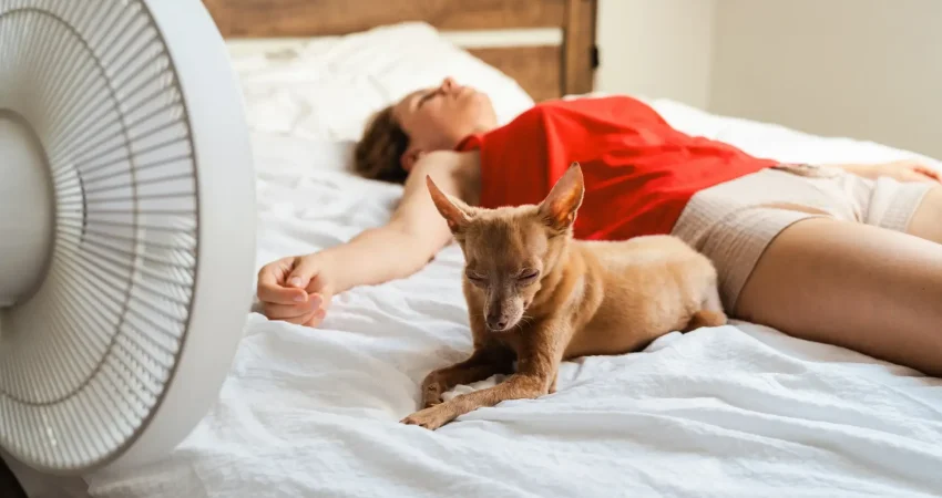 Woman and small Chihuahua dog lying on a white bed cooling off in front of a white standing fan during hot weather