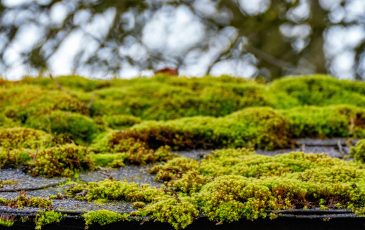 Mossy Roof Mossy Roof