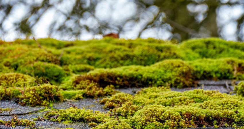 Mossy Roof