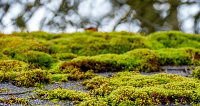 Mossy Roof